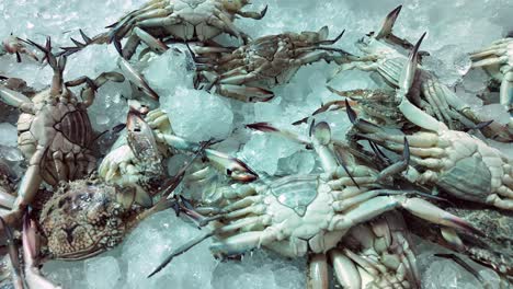 fresh crabs on ice