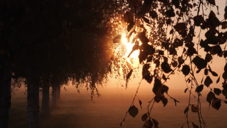 magical autumn morning in helsinki, trees silhouette in foggy landscape