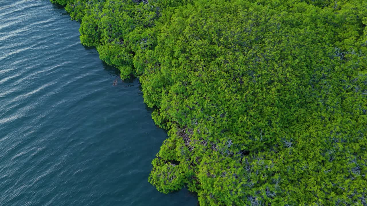Aerial View of a Lush Mangrove Forest Along the Coastline