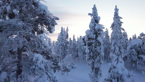 Drone-Flys-Up-And-Out-Of-Wintery-Forest,-Passing-Trees-Closely-In-Lapland,-Finland,-Arctic-Circle