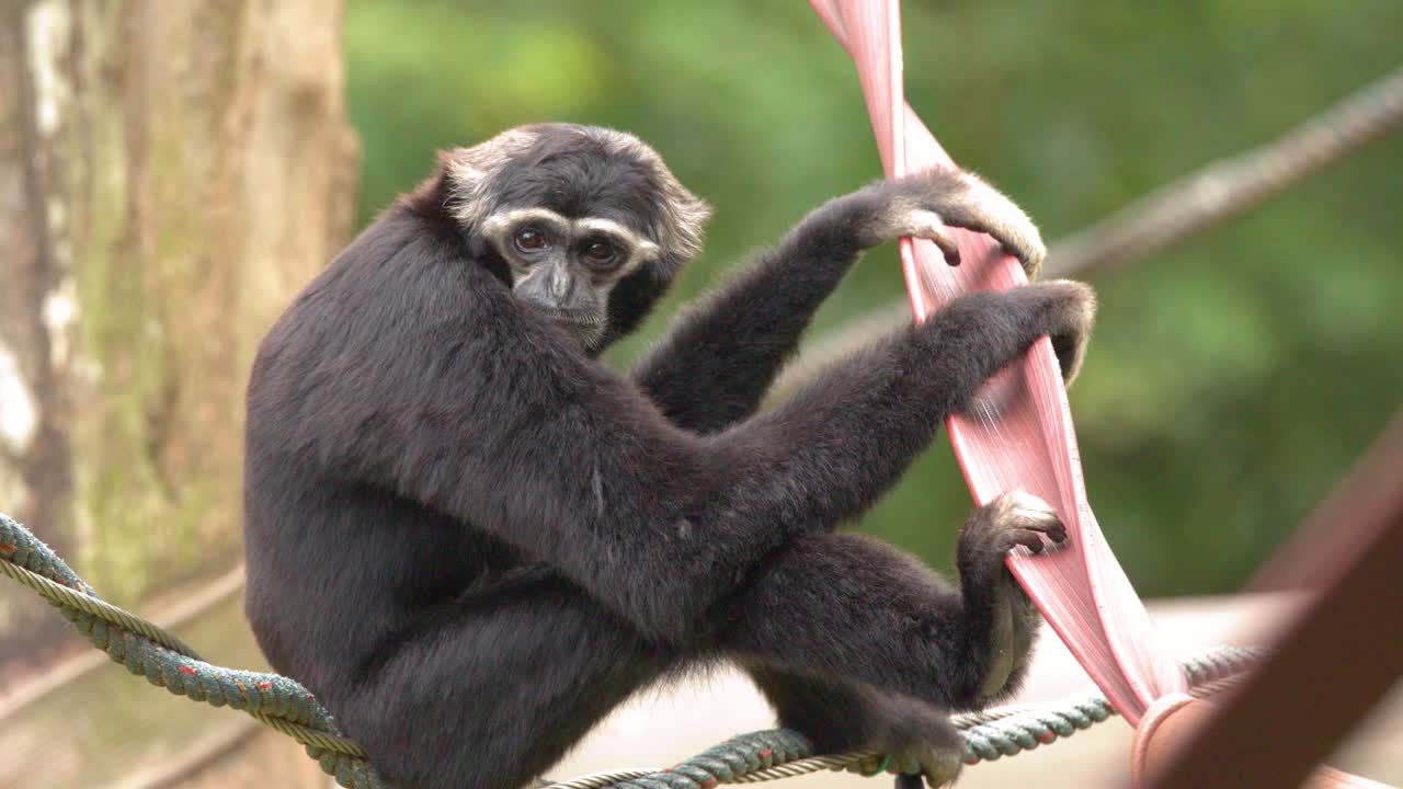 Un gibbone nero siede su una corda, guardandosi intorno nel suo recinto dello zoo alla luce del giorno.