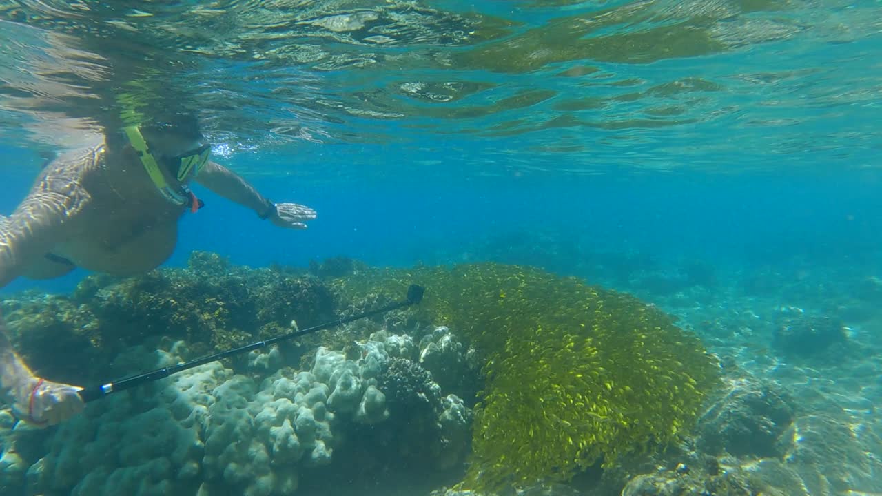 Woman in mask and fins swim over coral ref and look at on large school of juvenile Rabbitfish in shallow water in sunrays. Bait ball above coral reef. Rabbitfishes (Siganidae) 4K-60fps