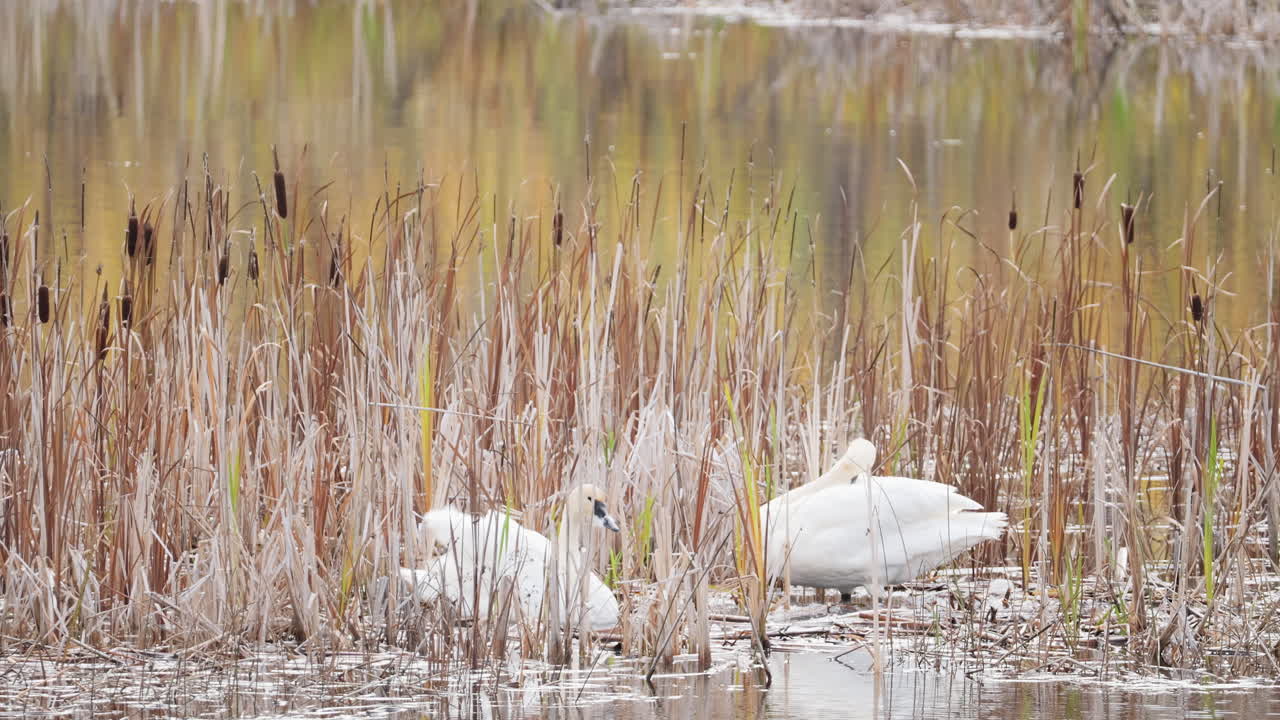 Two swans cleaning themselves in a lake with reeds in slow motion