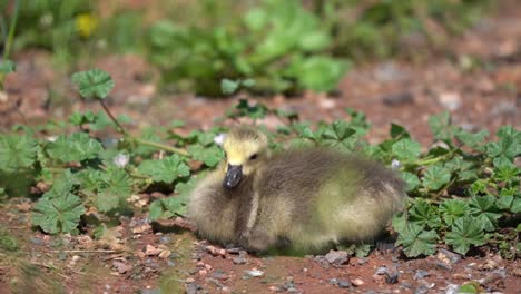 Canada-goose-gosling-resting-in-the-sun