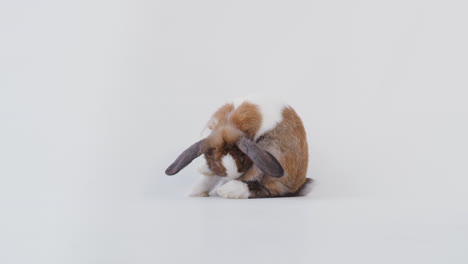 retrato de estudio de un conejo de orejas pequeñas de color marrón y blanco que se limpia a sí mismo sobre un fondo blanco
