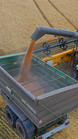 modern combine harvester unloading grain into the trucks trailer on sunny summer day. vertical video