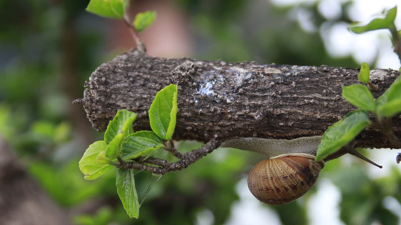 caracol boca abajo moviéndose en una rama de árbol