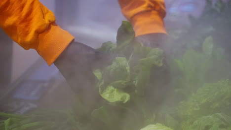 preparing fresh greens