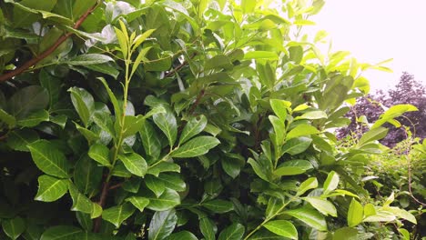laurel (prunus) hedging in an english country garden