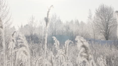 winter forest scene with frost