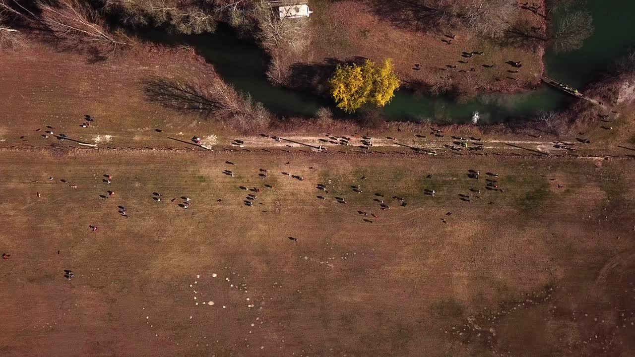 vista aérea de un grupo de personas caminando y ejercitando a sus perros sin correa, cerca de un río