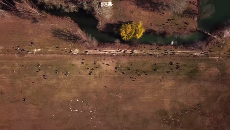 aerial view of a group of people walking and exercising their dogs off leash, near a river