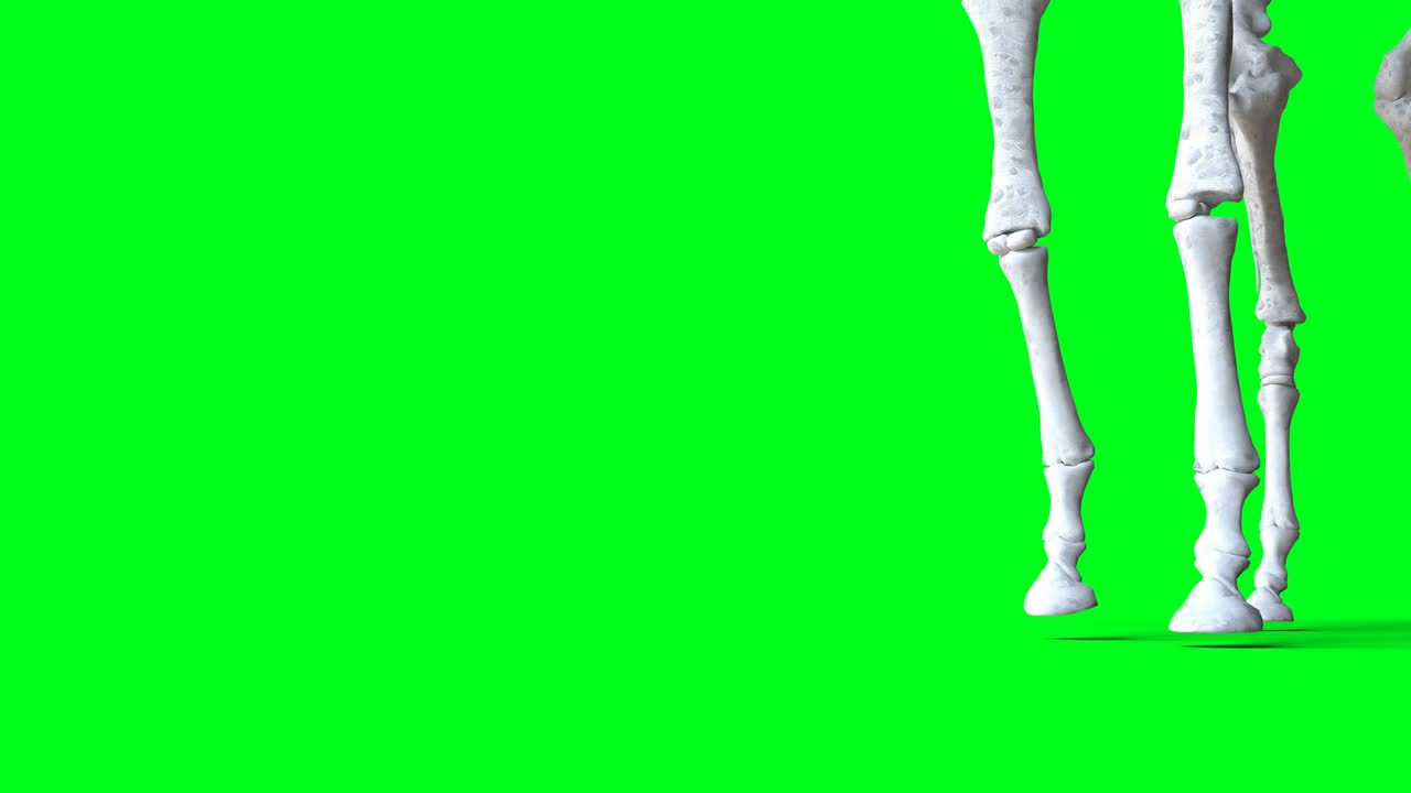 녹색 스크린에서 골격 사 애니메이션, 고립, 현실적인 4k 애니메이션.