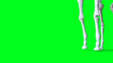 skeleton deer animation on green screen. isolate. realistic 4k animation.