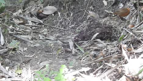 el pájaro balbuceador de tapa negra javan está cazando comida en el suelo