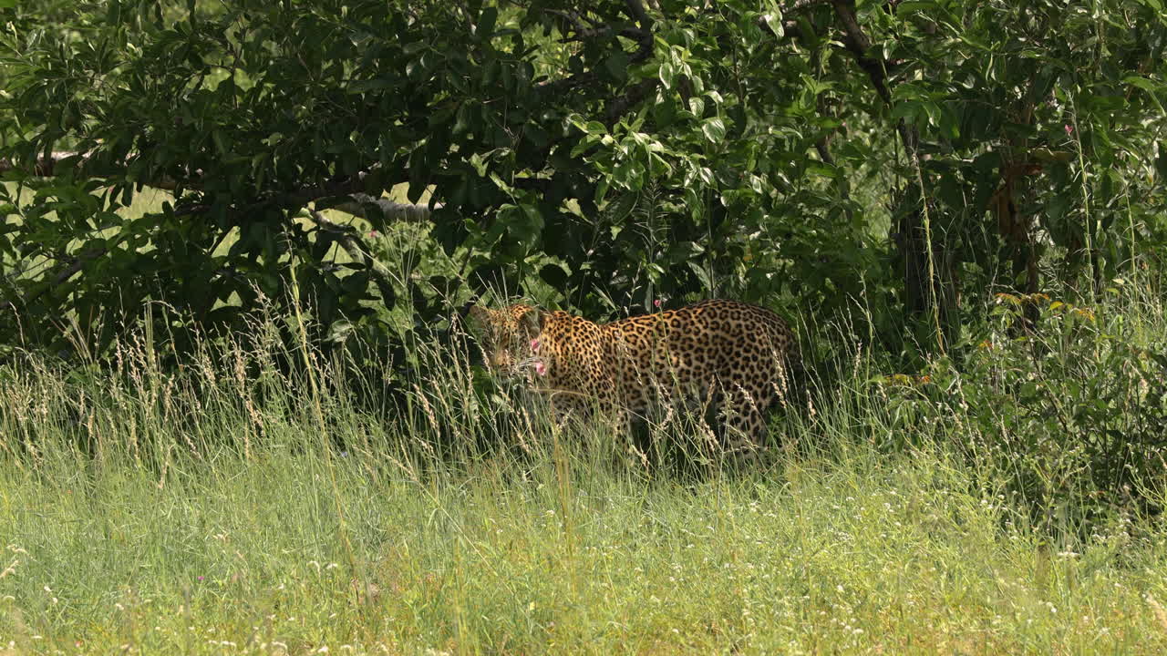 Güney Afrika'daki bir vahşi yaşam rezervinde uzun otların arasına karışan bir leopar, geniş çekim.