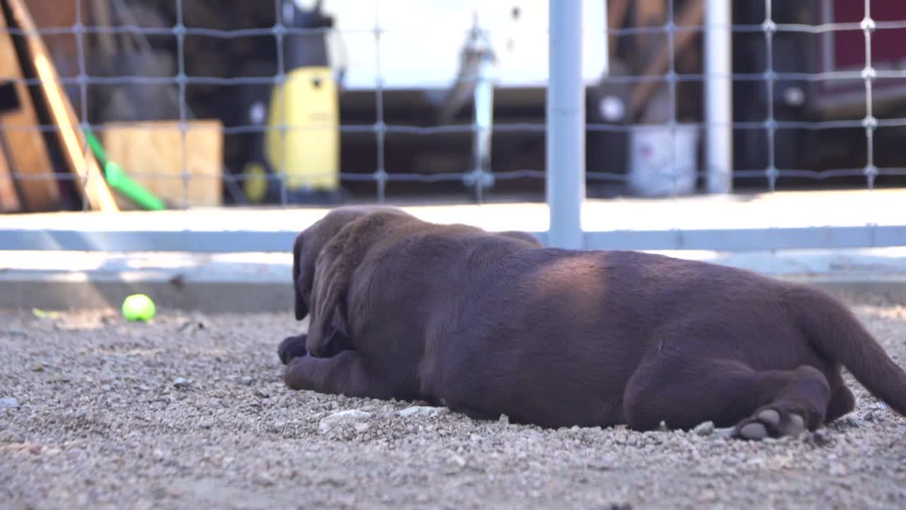 Two purebred labrador retriever puppies chewing together a toy ball