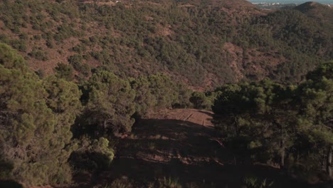 Forward-aerial-view-of-forest-path-tilting-up-into-the-horizon