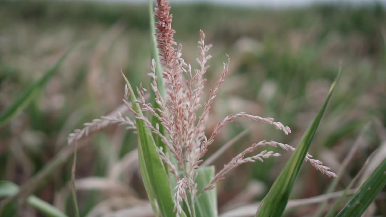 Close shot of seeds on top of corn crop