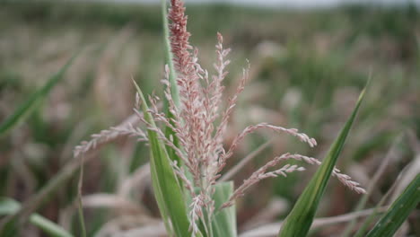 close shot of seeds on top of corn crop