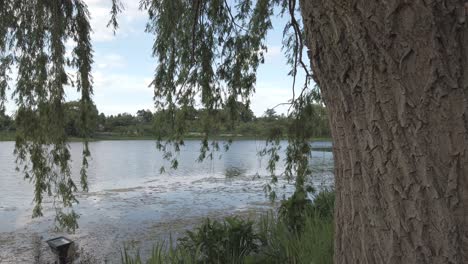 Willow-tree-blooming-near-a-lake-on-a-partly-cloudy-day