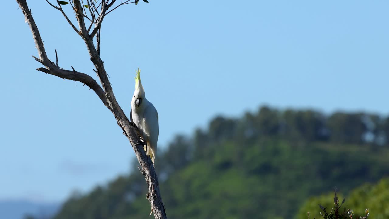 movimientos de aves capturados en un corto video