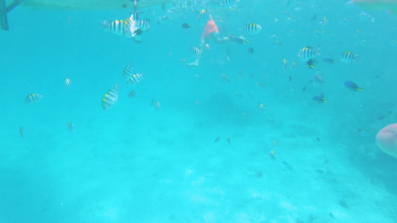 손으로 열대어에 도달하는 바다 다이버의 관점 샷