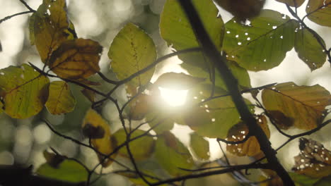 la luz del sol asomando a través del follaje de colores de otoño