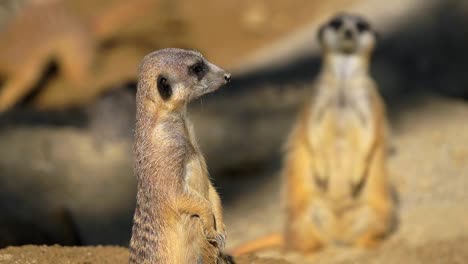 stunning hd footage of a small meerkats standing up and observing its surroundings