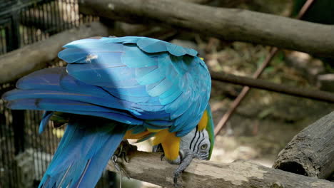 picando el pequeño palo donde el pájaro está posado, un guacamayo azul y amarillo, ara ararauna está encadenado a su percha dentro de una jaula en un zoológico