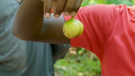 tanzania male wearing red shirt holding whole ripe aromatic nutmeg between fingers