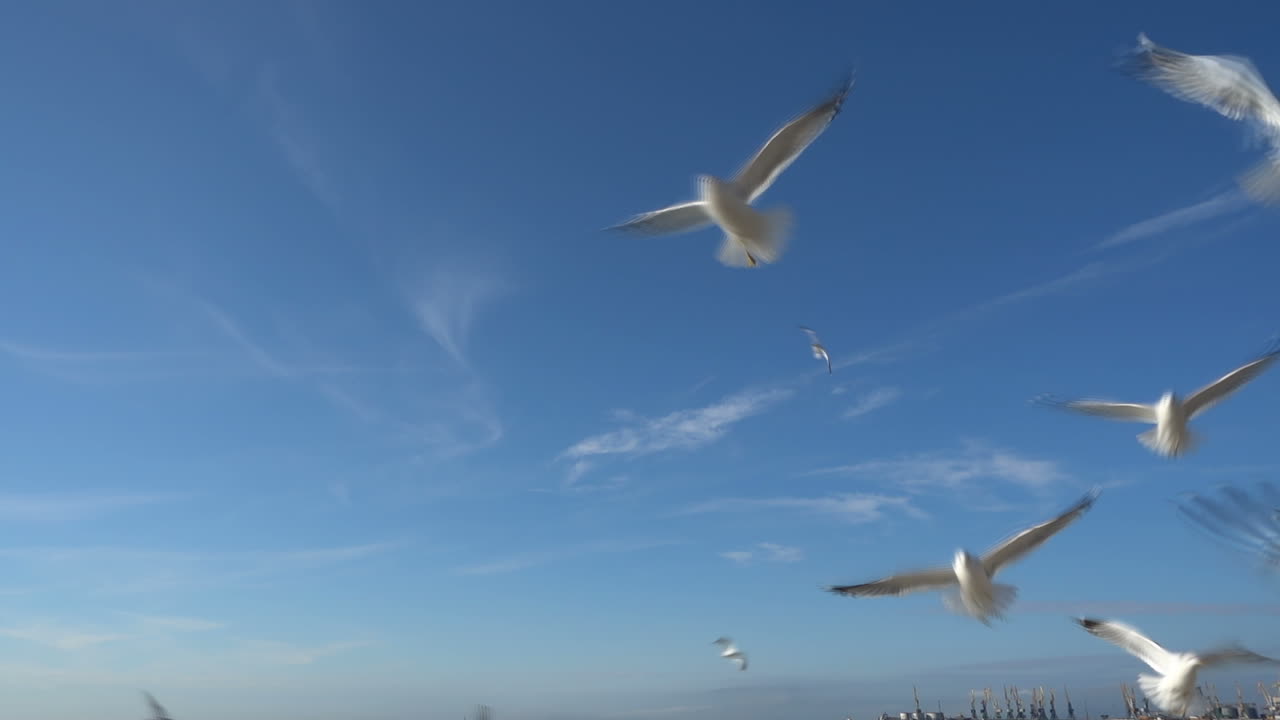 Seagulls in the sky. Slow Motion. Shootings of seagulls
