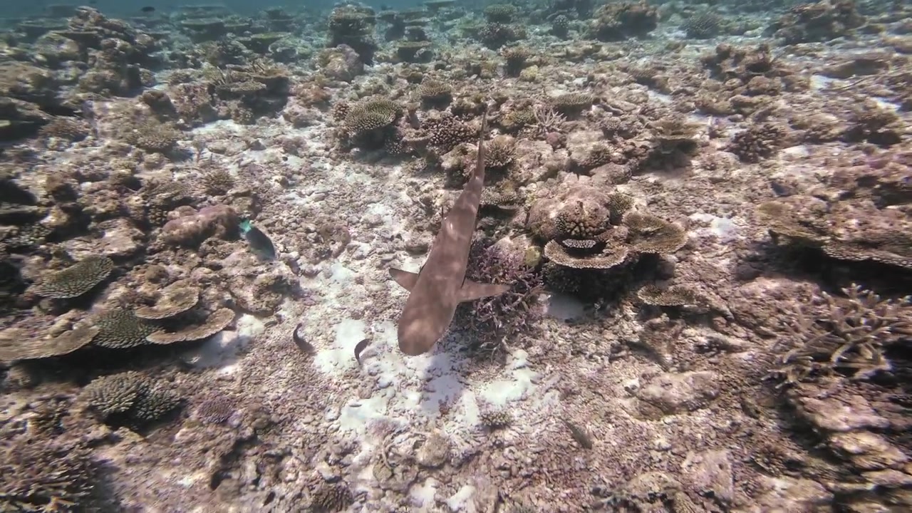 Uno squalo pinna nera del reef scivola verso la telecamera su una barriera corallina poco profonda e illuminata dal sole alle Maldive, circondato da pesci tropicali e riflessi increspati della superficie.