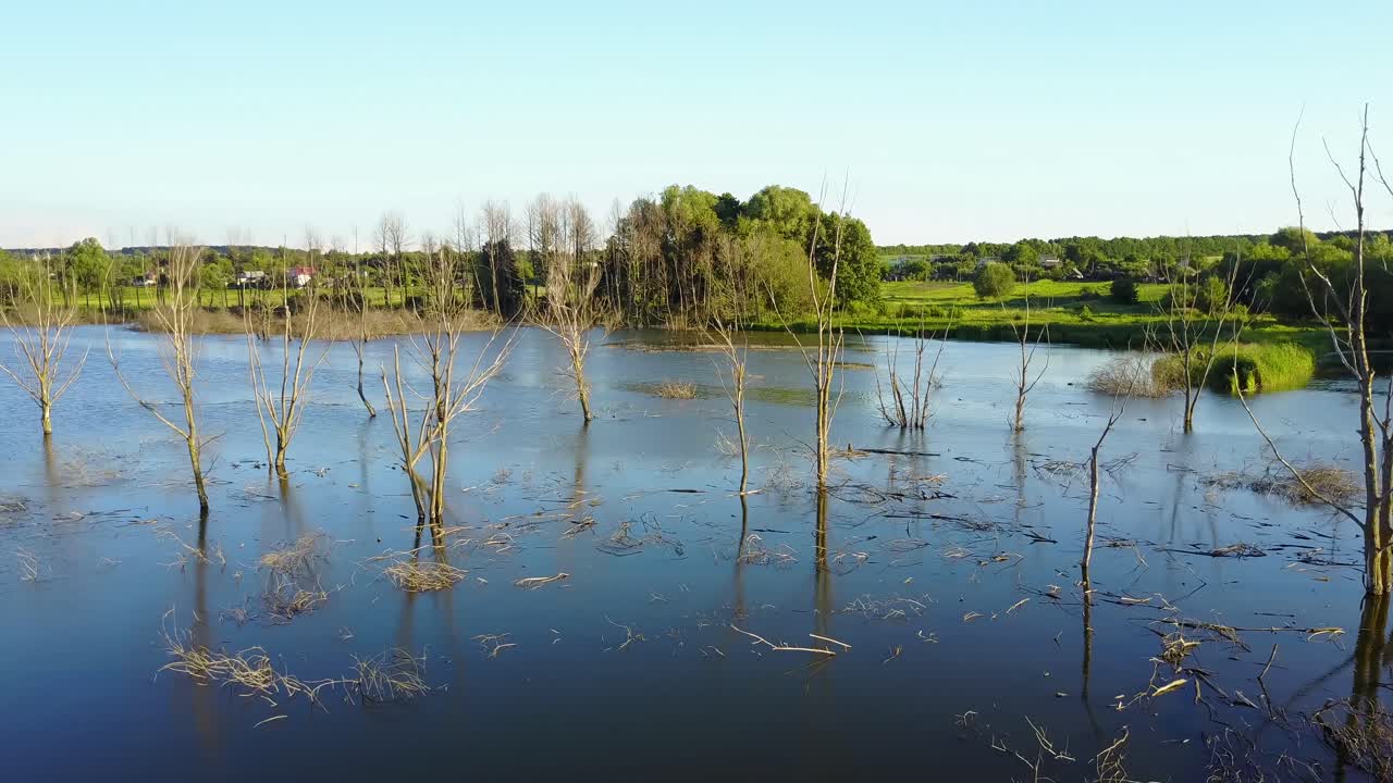 Suché větve v jezeře. Koncept globálního oteplování, mrtvý strom ve vodě.