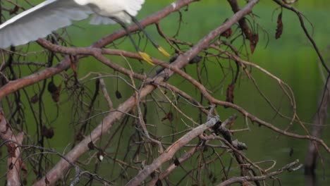 Garceta-En-El-árbol-Uhd-Mp4-4k