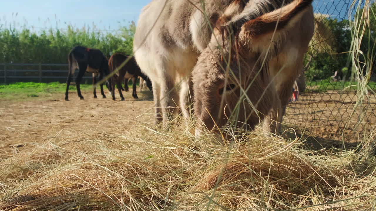 Cute Young Donkey Group Eating Straw outdoors in a farm during beautiful sunny day