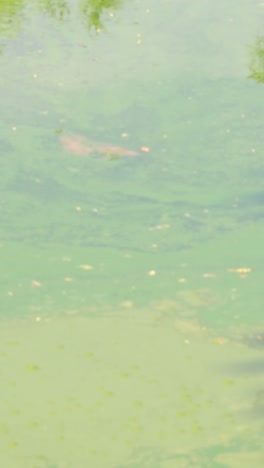 agua estancada que muestra la floración de algas y la contaminación en el lago de bangkok