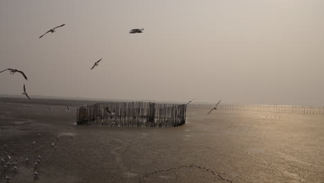 Gaviotas-Volando-En-Cámara-Lenta-En-Una-Tranquila-Playa-De-Manglares,-Puesta-De-Sol,-Bangkok,-Bang-Pu