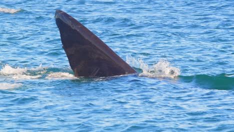 Aleta-De-Cola-De-Ballena-Franca-Arrastrándose-Por-La-Superficie-Del-Agua-Como-Un-Tiburón-Mientras-Corta-El-Agua-Y-Se-Sumerge