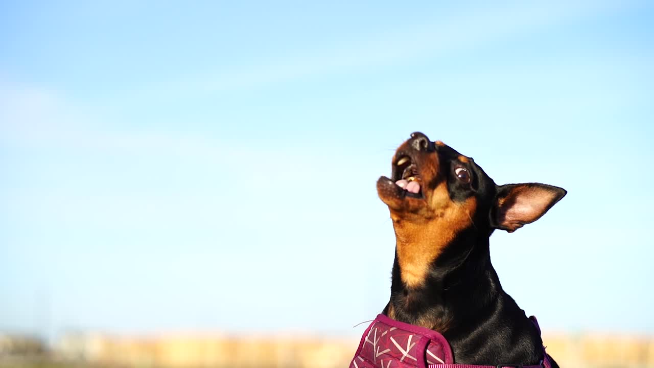 feliz mini pinscher con cuello morado mirando a un entrenador y atrapa un sabroso manjar y comienza a jadear con la lengua del perro colgando en cámara lenta 120fps - cielo azul, hierba verde, bokeh