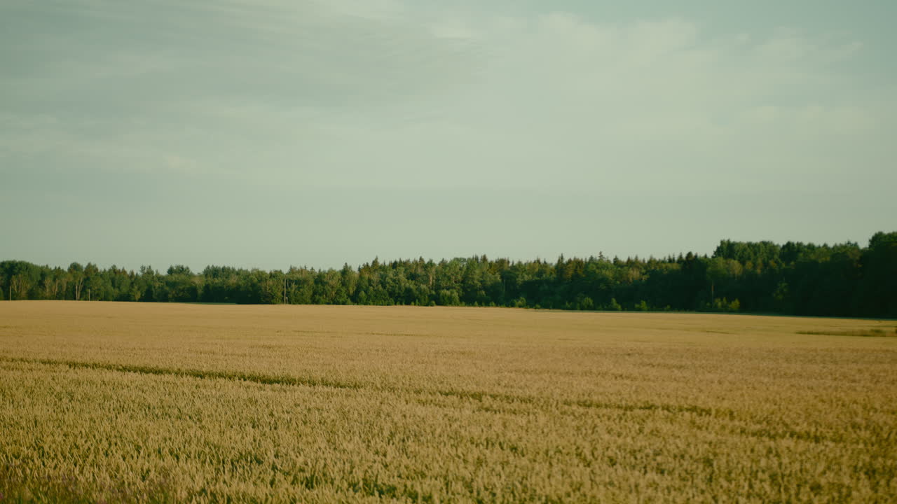 Wheat crop agriculture field with trees touching horizon at background, Wide Angle slow motion shot