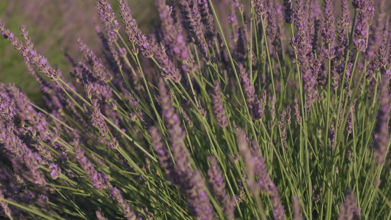 Primo piano su un campo di lavanda con fiori viola in fiore in estate.