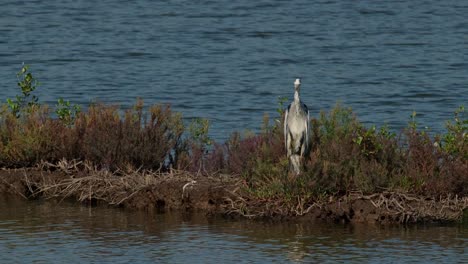 Acercándose-Mientras-El-Pájaro-Mira-Directamente-Hacia-La-Cámara,-Garza-Real-Ardea-Cinerea,-Tailandia