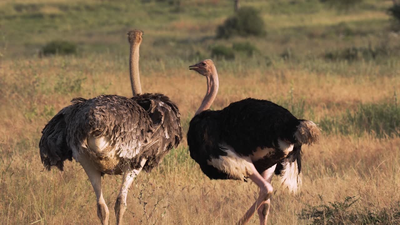 Struzzi selvatici, maschi e femmine, in un Parco Nazionale in Tanzania.
