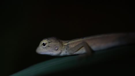 the oriental garden lizard is also called the eastern garden lizard, bloodsucker and changeable lizard