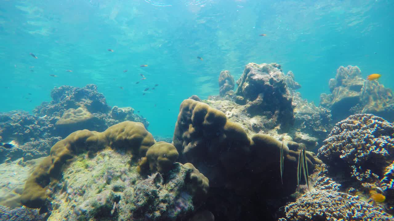 tres caballitos de mar nadan entre peces de colores sobre un arrecife de coral