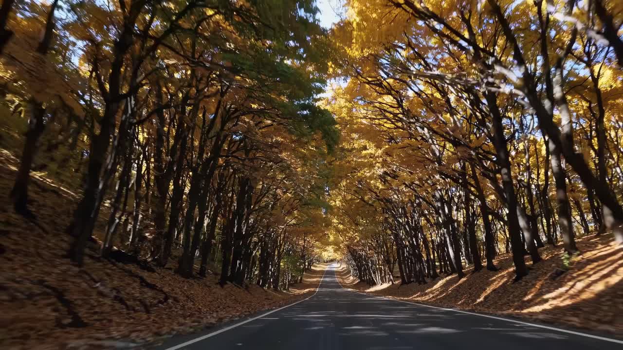 POV video capturing a scenic drive through a tunnel of autumn trees