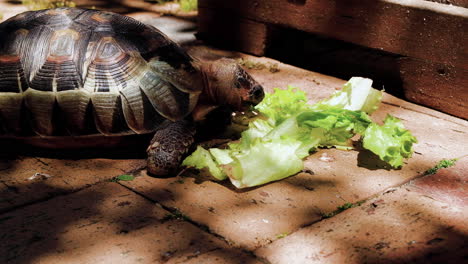 angulate tortoise with voracious appetite eating lettuce