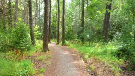 Walking-on-gravel-path-in-beautiful-forest-as-sunlight-creates-vibrant-shades-of-green---Hanmer-Forest