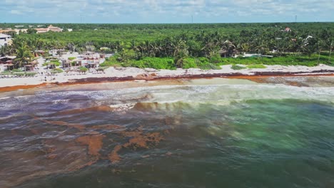 beach cleanup operation at playa xpu ha with sargassum seaweeds - caribbean coastline. - aerial shot